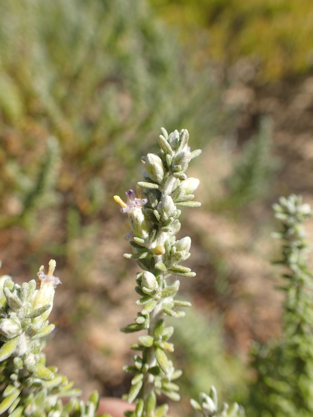 Olearia sp. 2 (hero image)