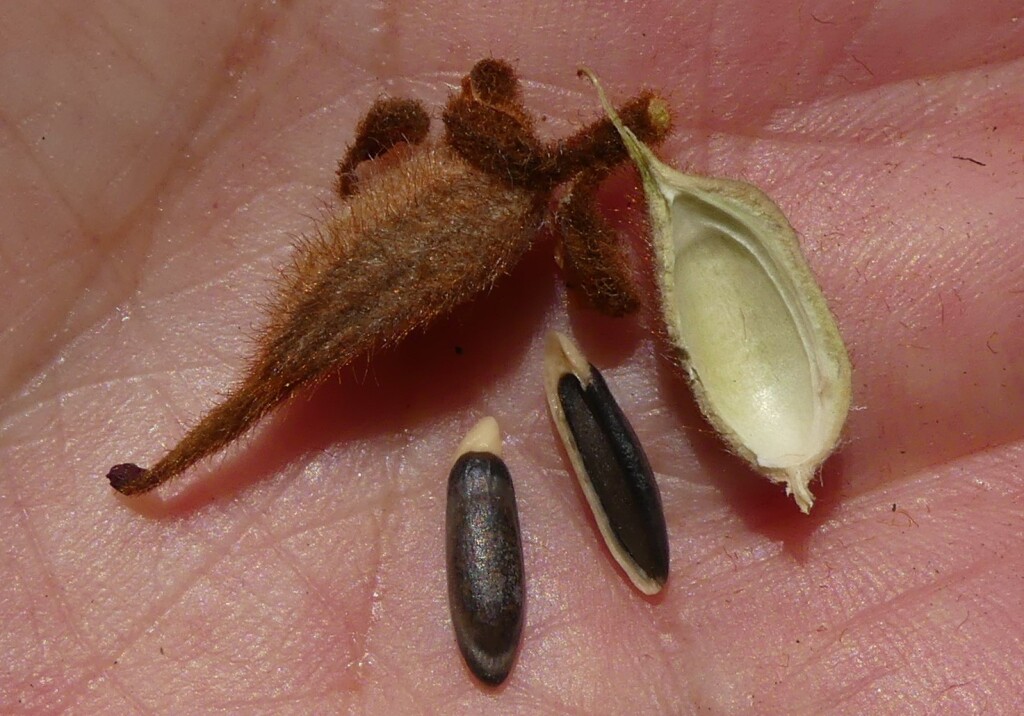 Grevillea floribunda (hero image)