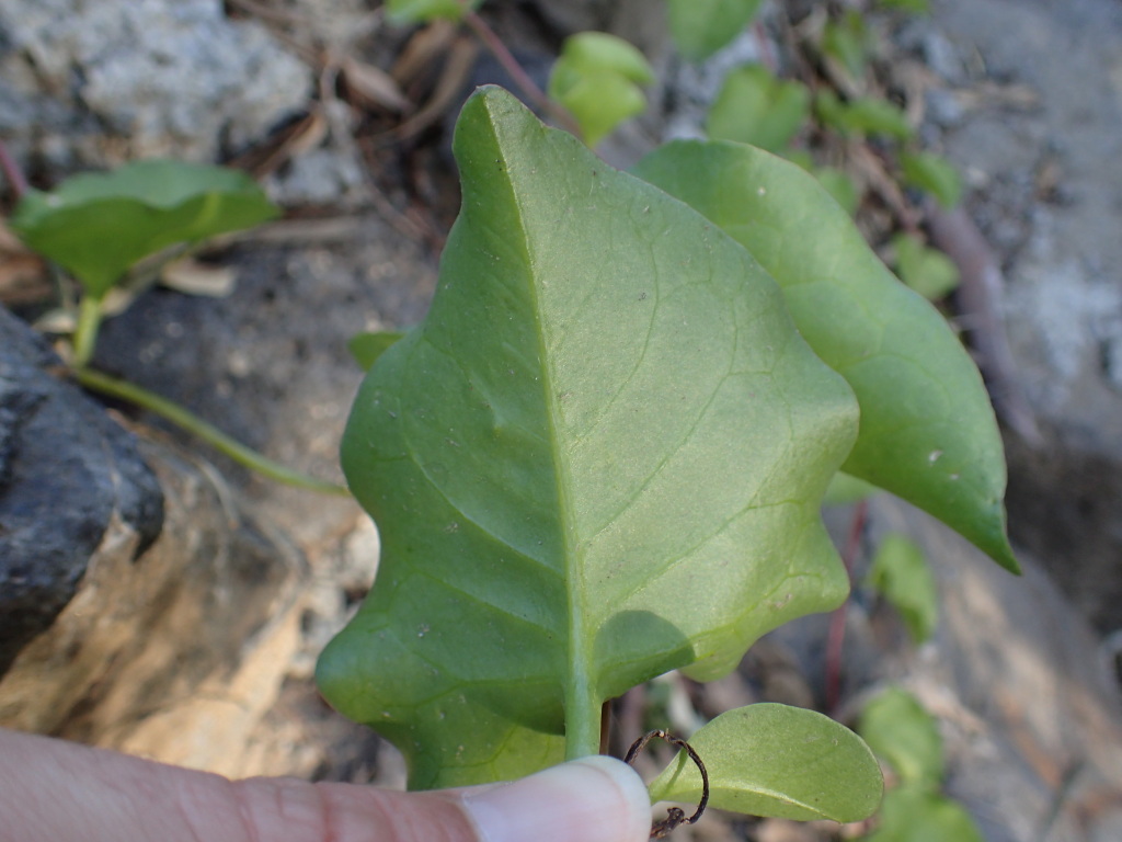 Basellaceae (hero image)