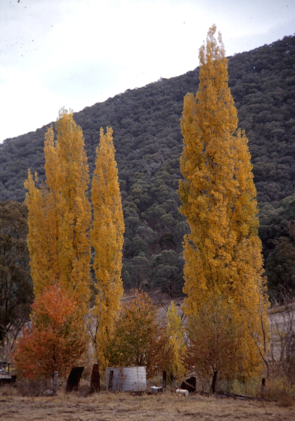 Populus nigra 'Italica' (hero image)