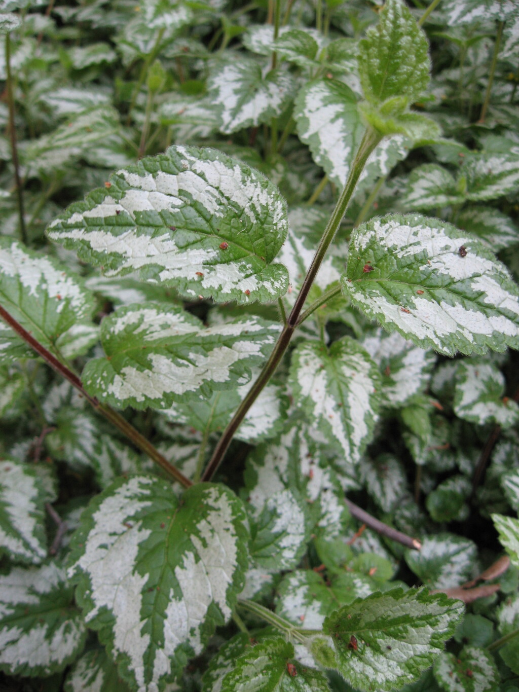 Lamium argentatum (hero image)