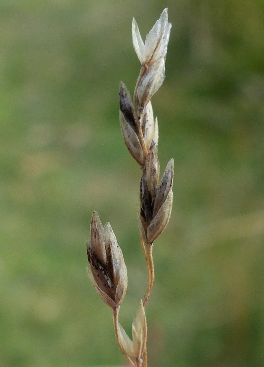 Poa sieberiana var. sieberiana (hero image)