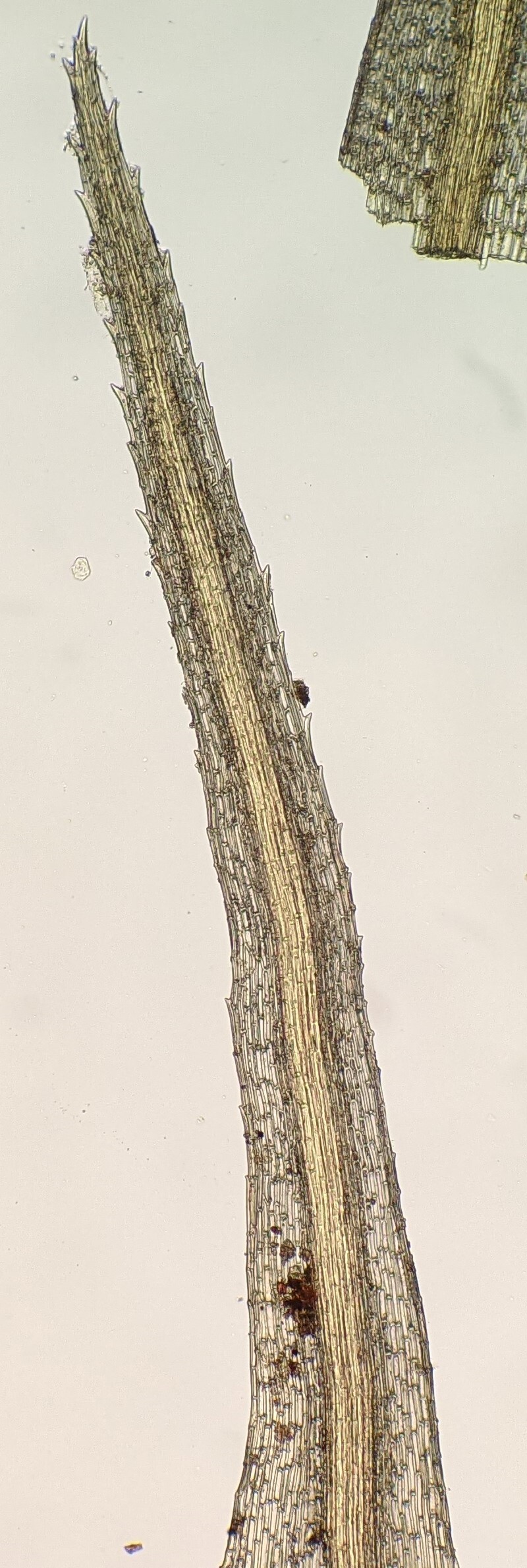 Bartramia nothostricta (hero image)