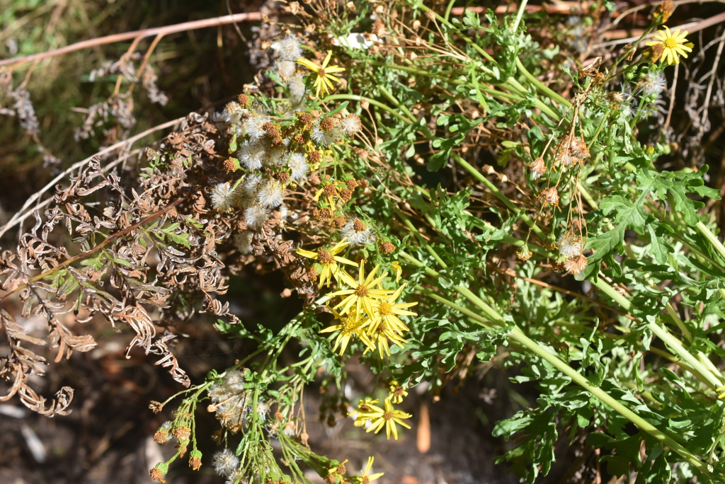 Senecio jacobaea (hero image)