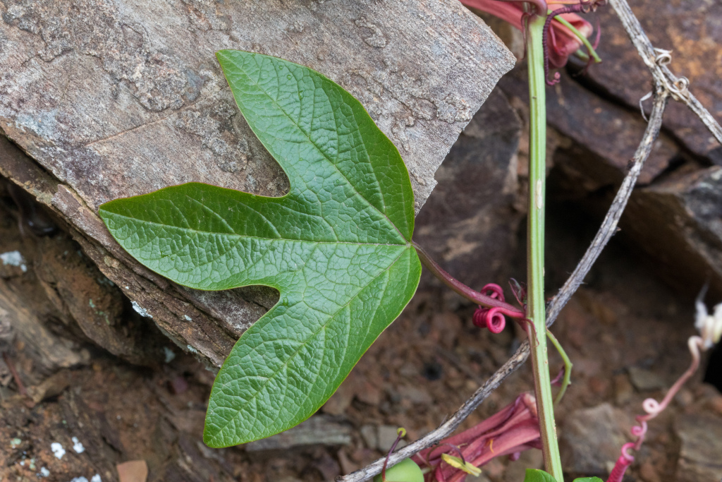Passiflora (hero image)