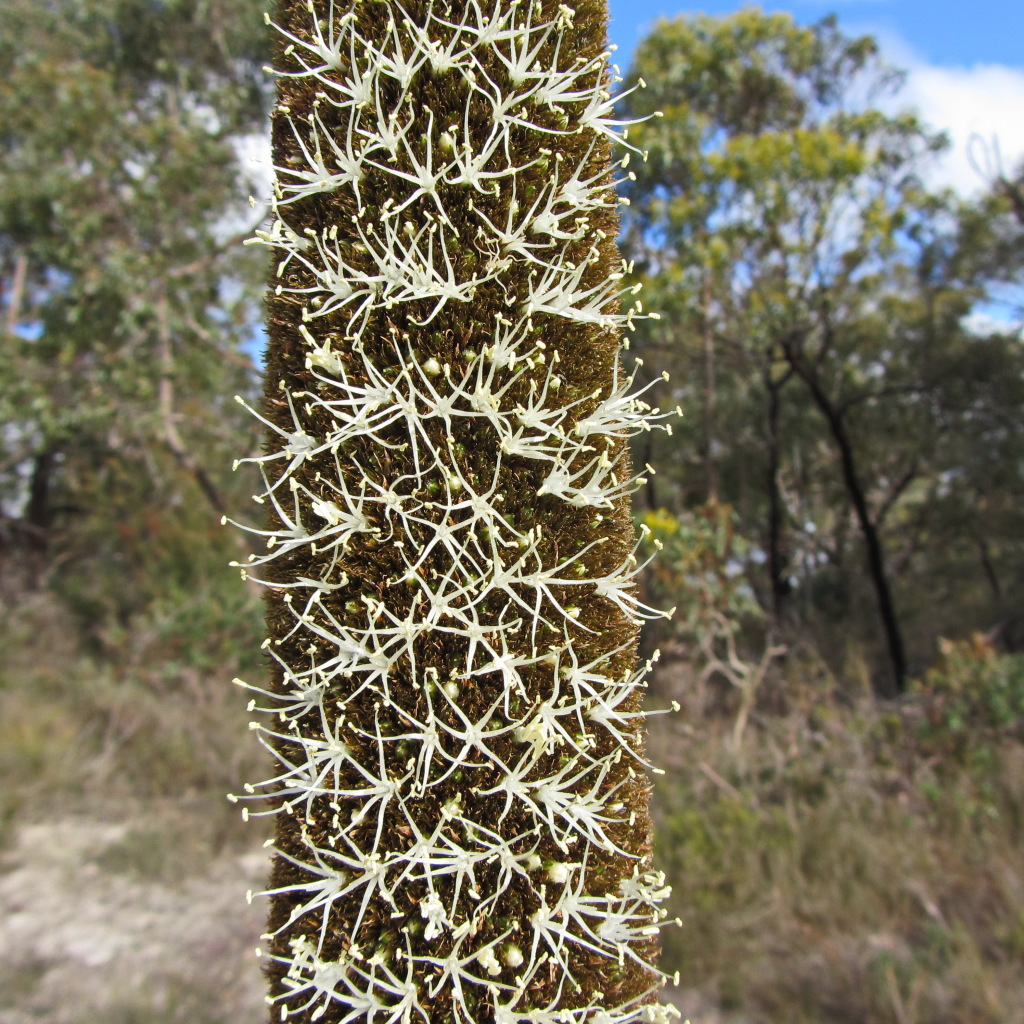 Xanthorrhoea semiplana (hero image)