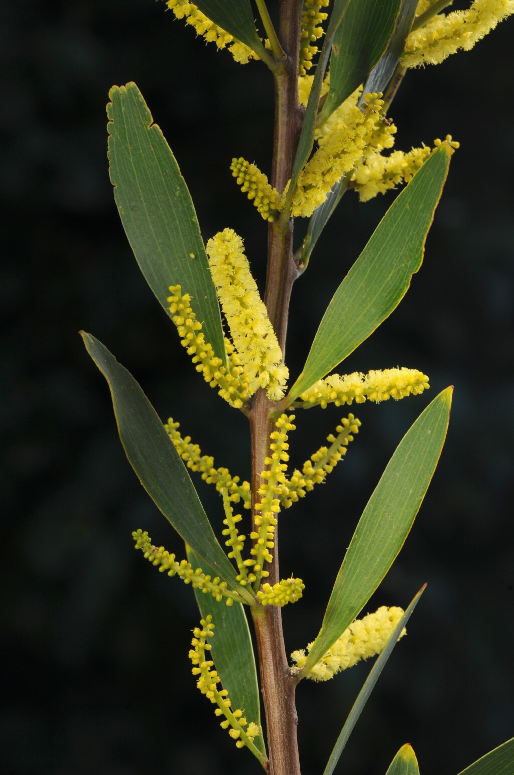 Acacia longifolia (hero image)