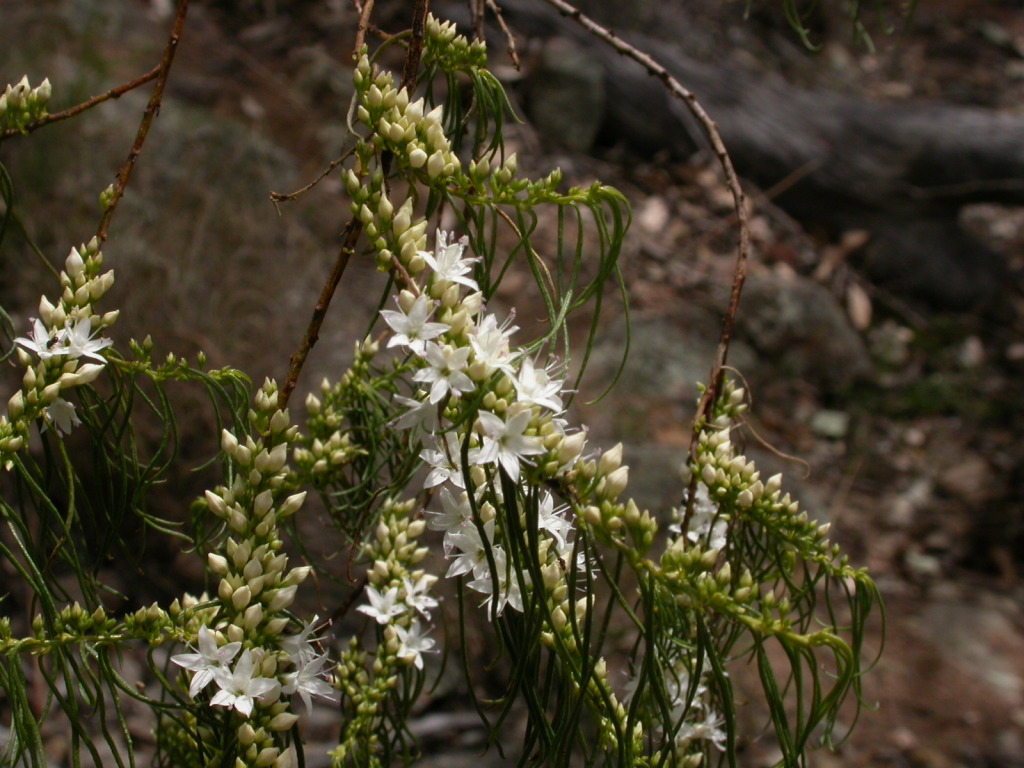 Myoporum floribundum (hero image)