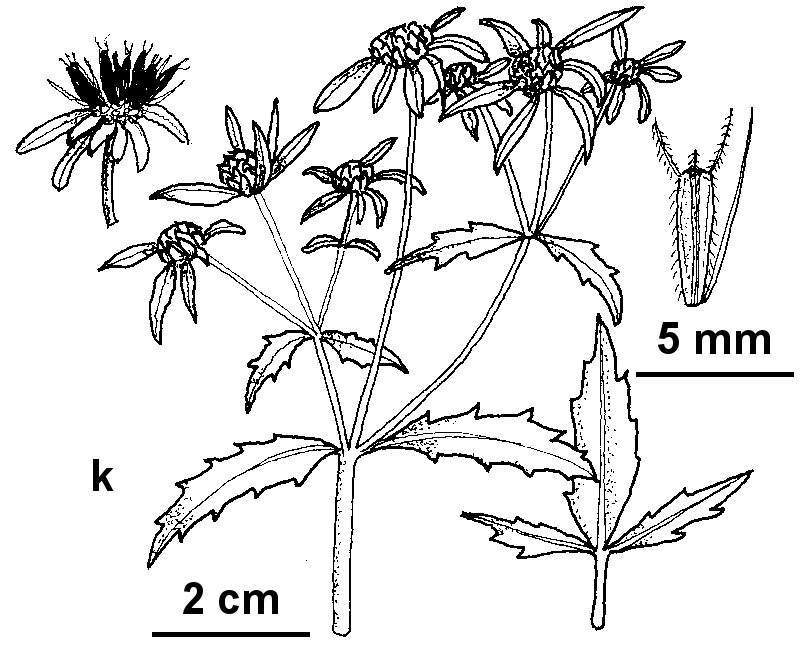 Bidens tripartita (hero image)