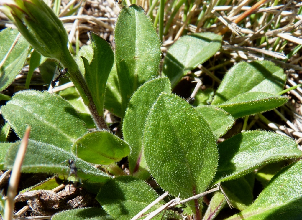 Pappochroma (hero image)