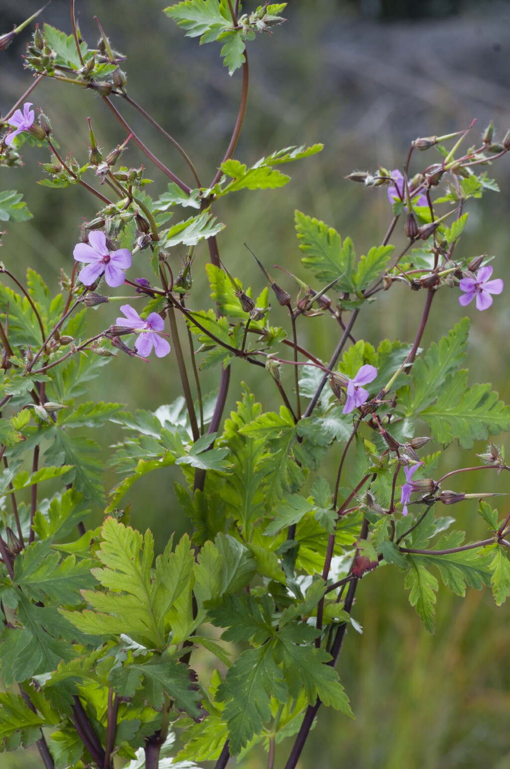 Geranium yeoi (hero image)