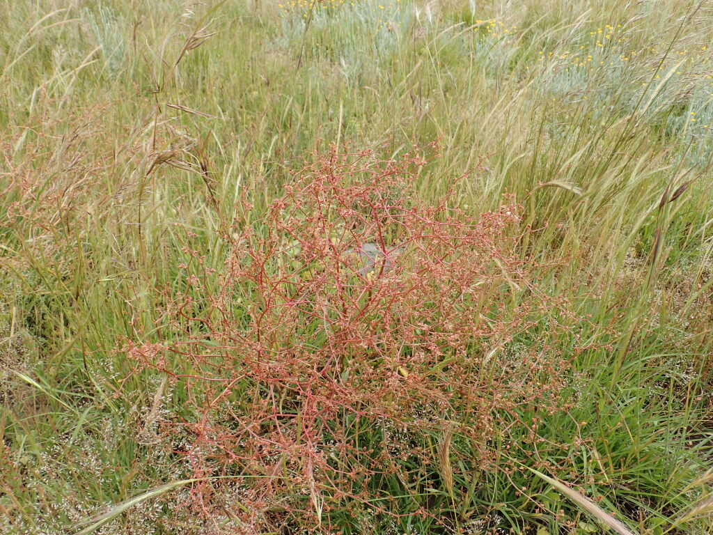 Rumex dumosus (hero image)