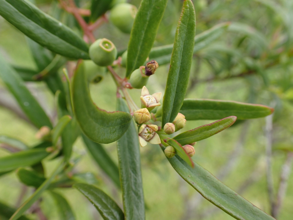 Santalum obtusifolium (hero image)