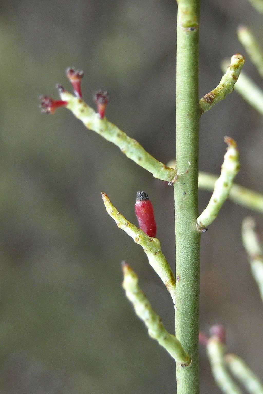 Leptomeria aphylla (hero image)