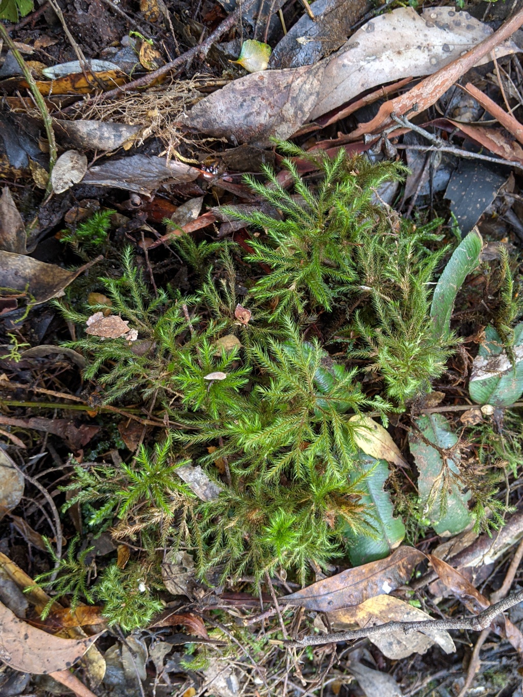 Mniodendron comosum (hero image)
