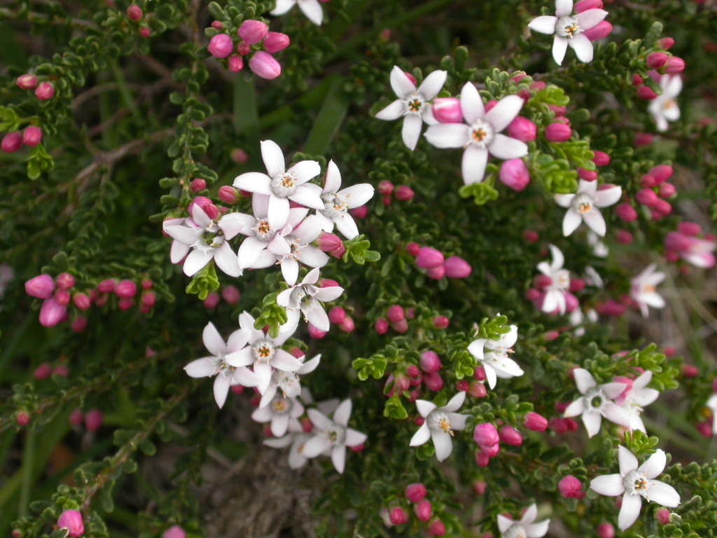 Philotheca angustifolia subsp. montana (hero image)