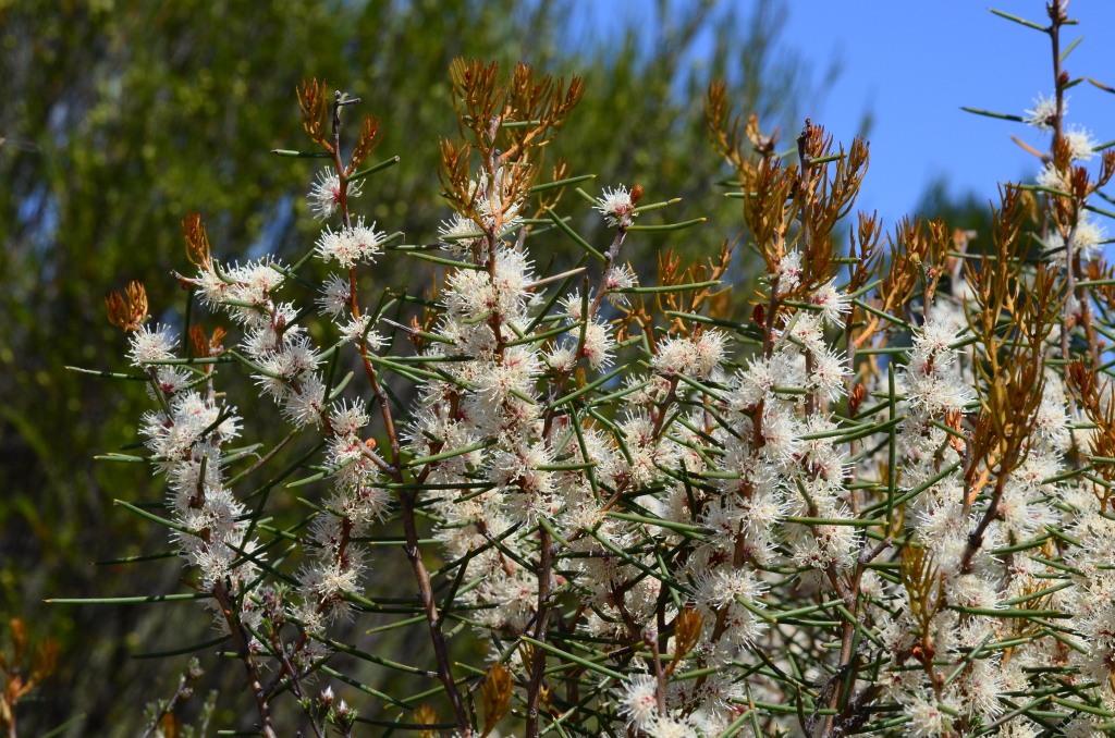 Hakea mitchellii (hero image)