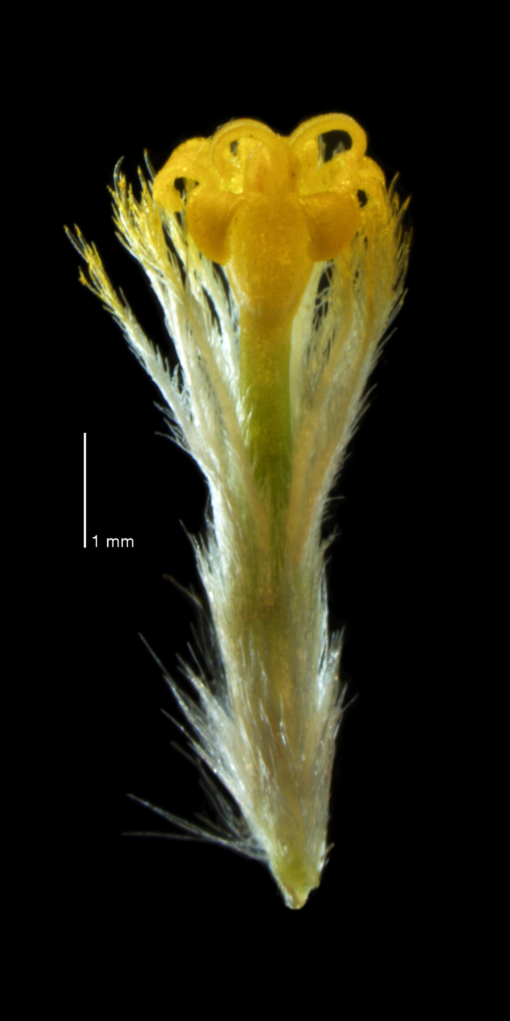 Pycnosorus globosus (hero image)