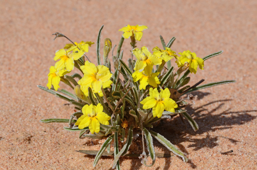 Goodenia willisiana (hero image)