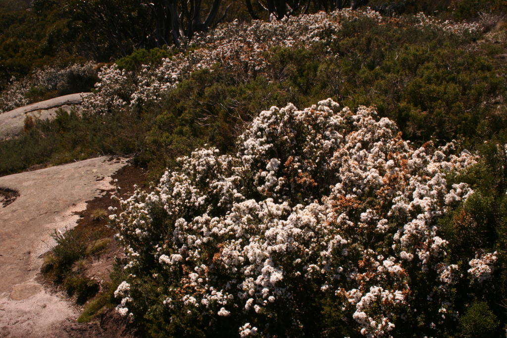 Epacris paludosa (hero image)