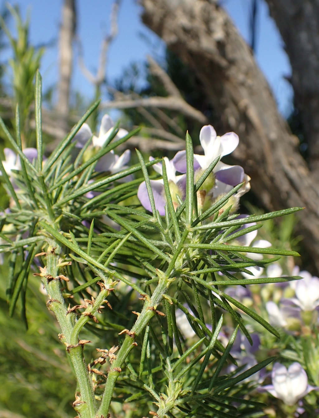 Psoralea arborea (hero image)