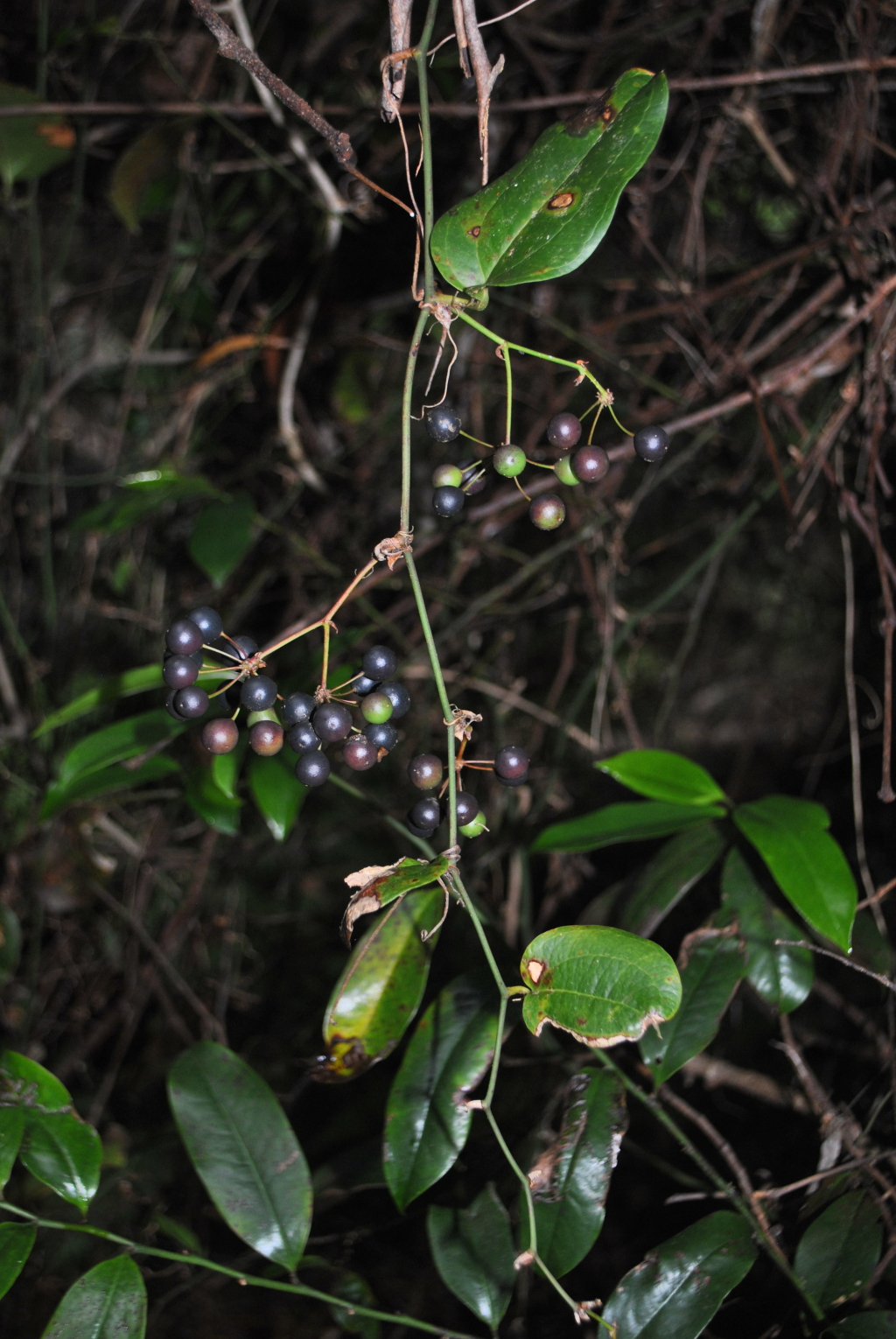 Smilax australis (hero image)