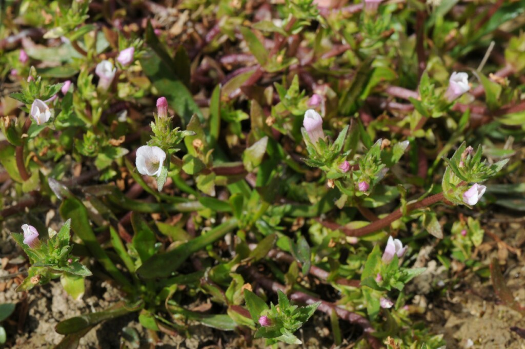 Gratiola pubescens (hero image)