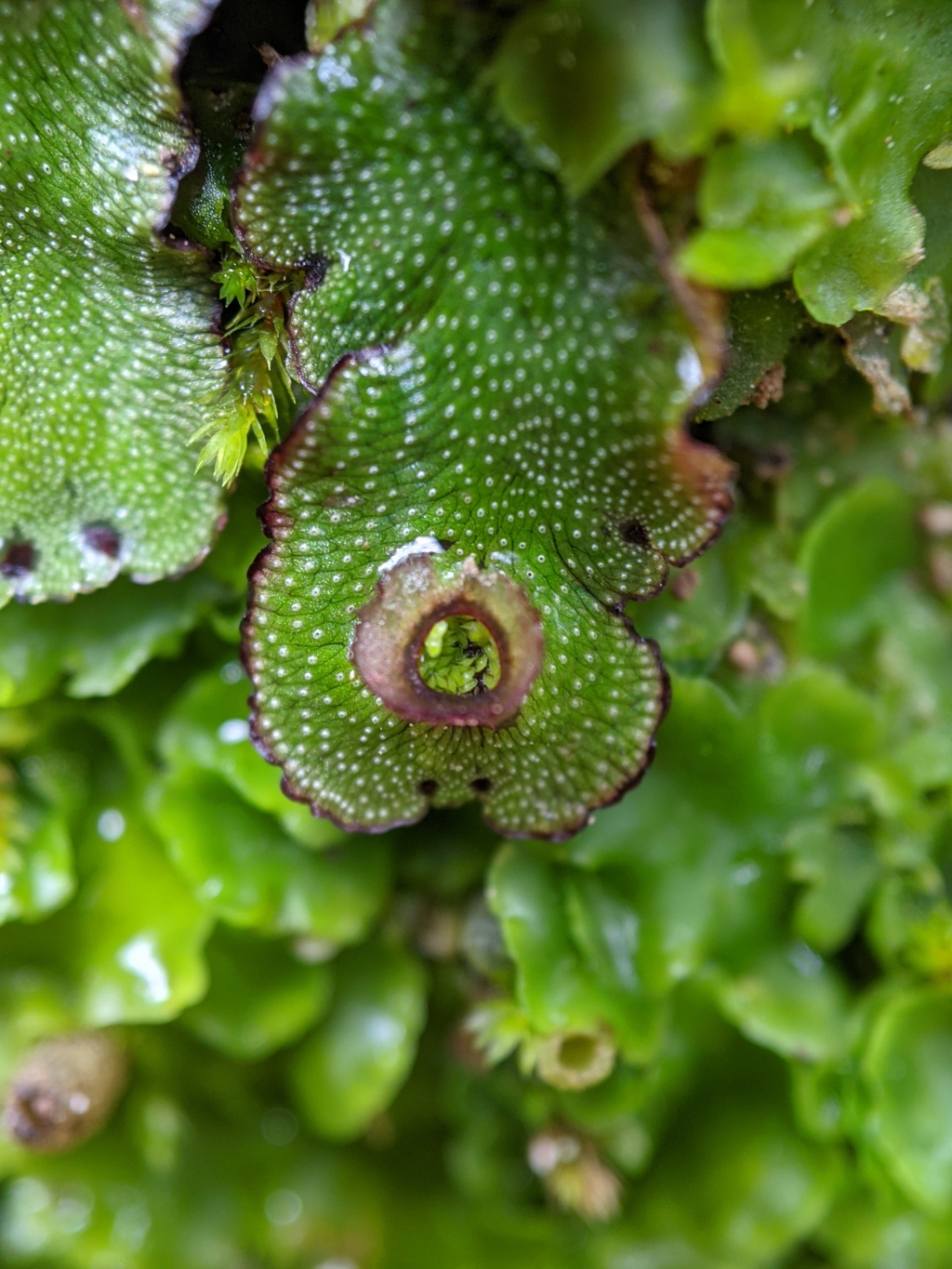 Marchantia (hero image)