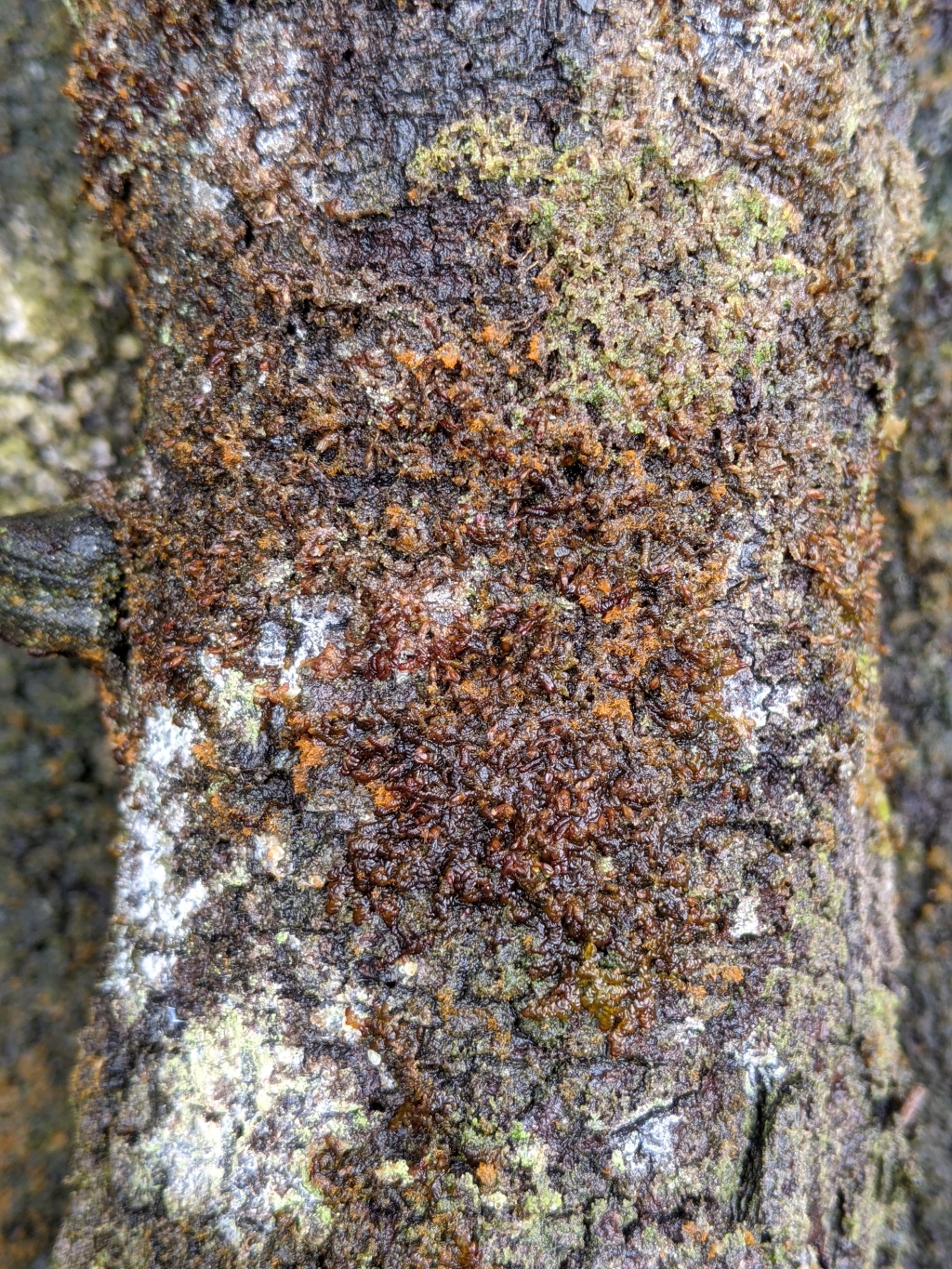 Frullania rostrata (hero image)