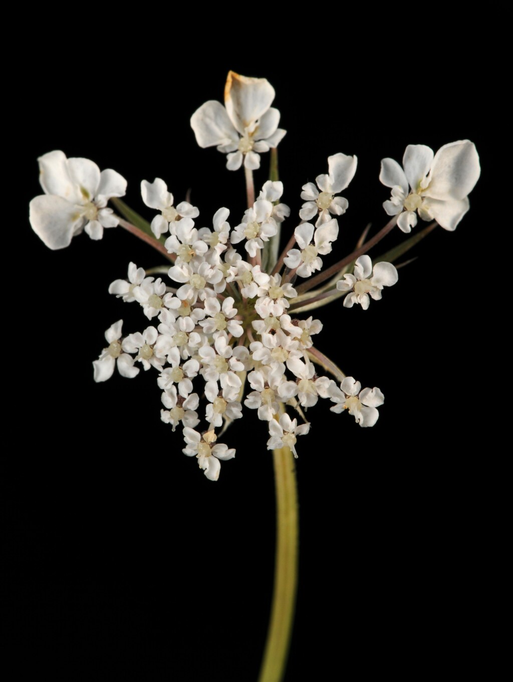 Daucus carota (hero image)