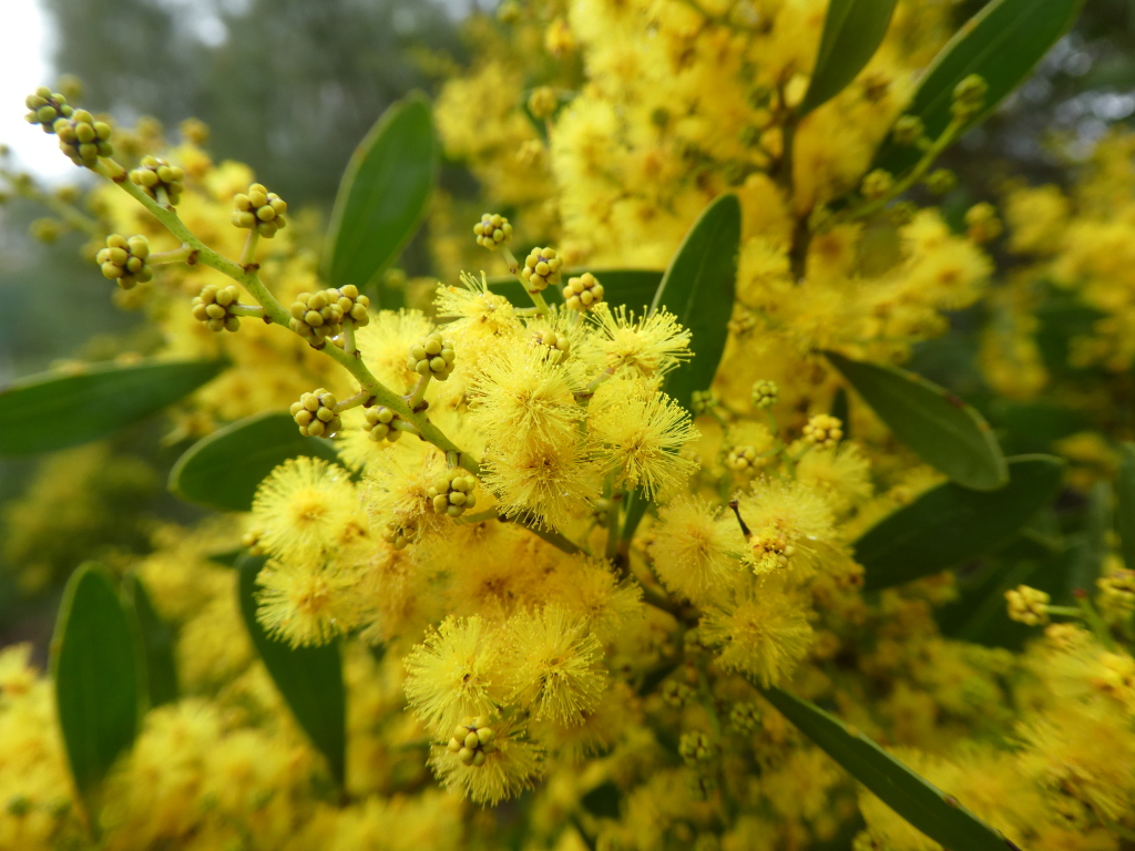 Acacia amoena (hero image)