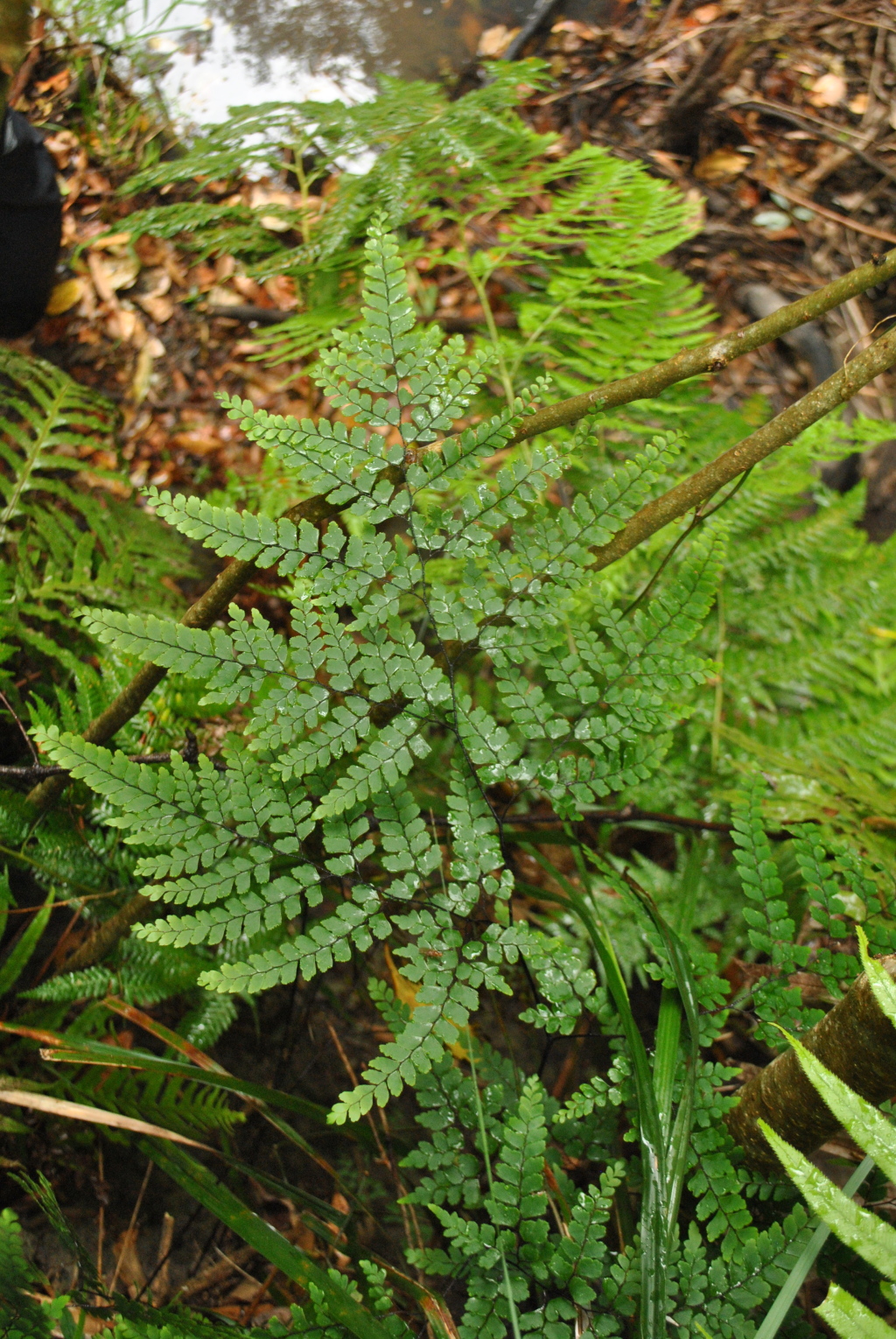 Adiantum formosum (hero image)