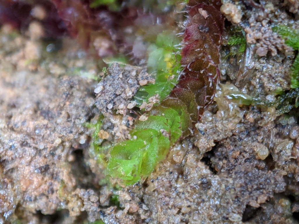 Goebelobryum (hero image)