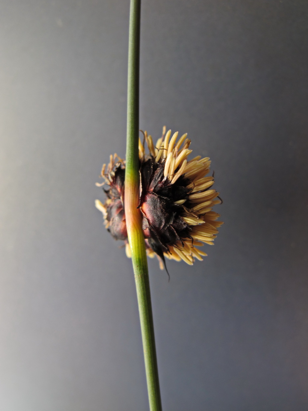Chorizandra enodis (hero image)