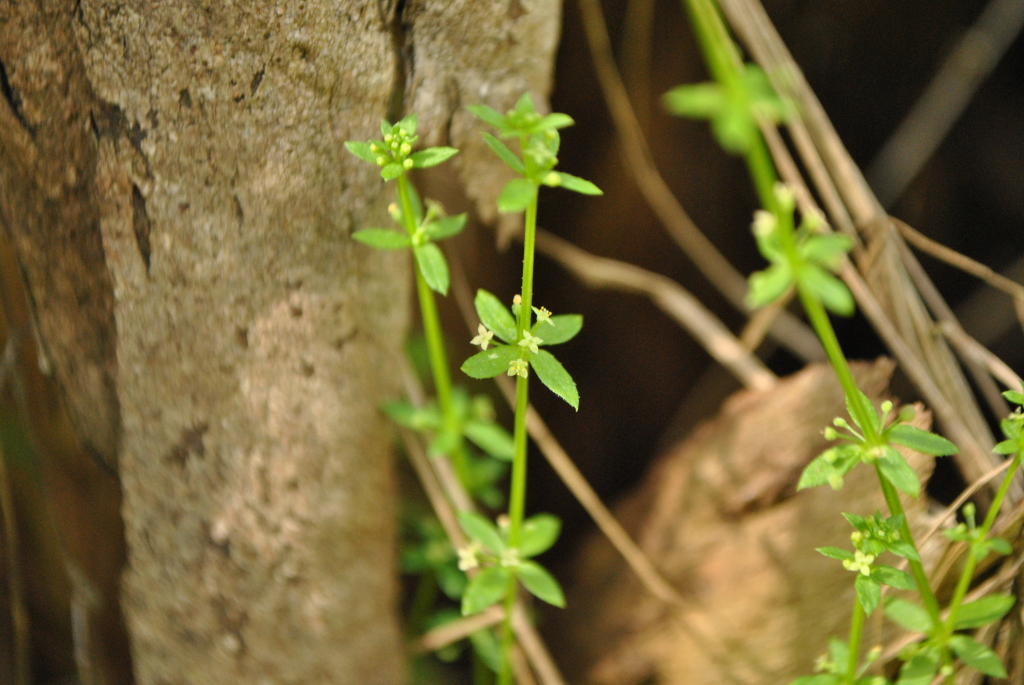 Galium leiocarpum (hero image)