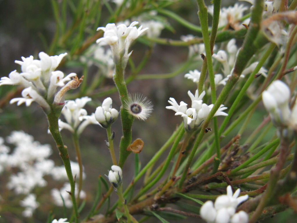 Conospermum taxifolium (hero image)