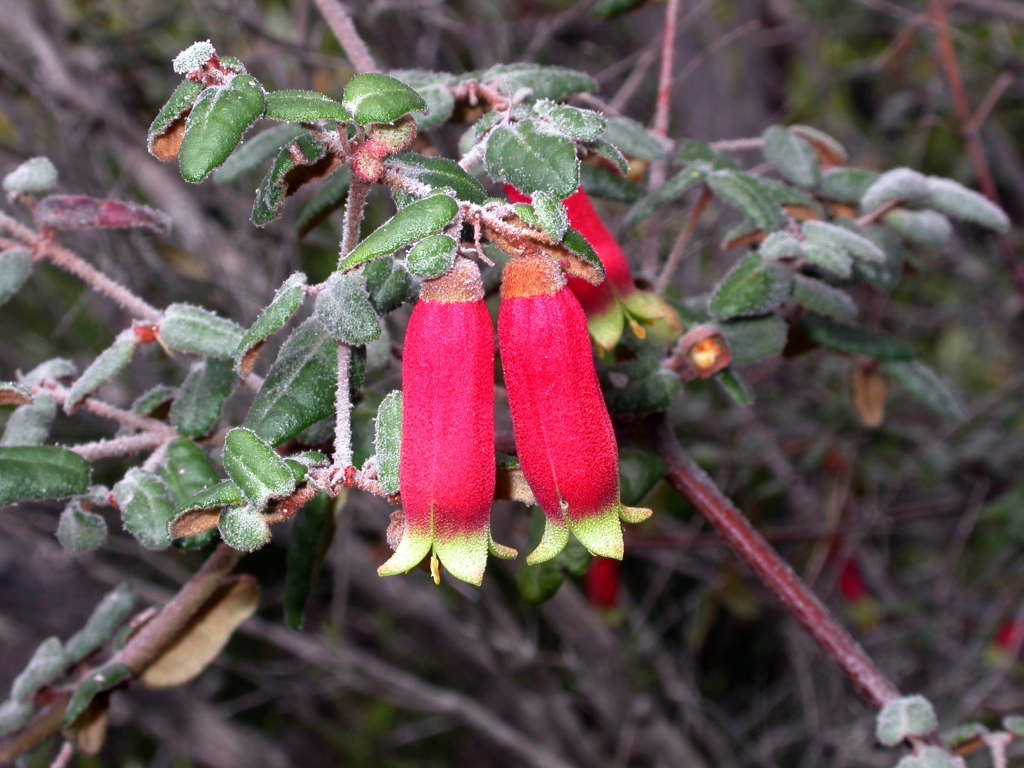 Correa reflexa var. speciosa (hero image)