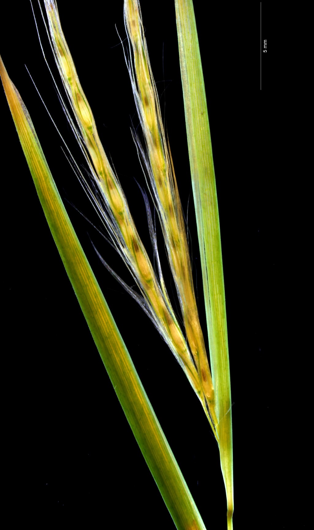 Andropogon (hero image)