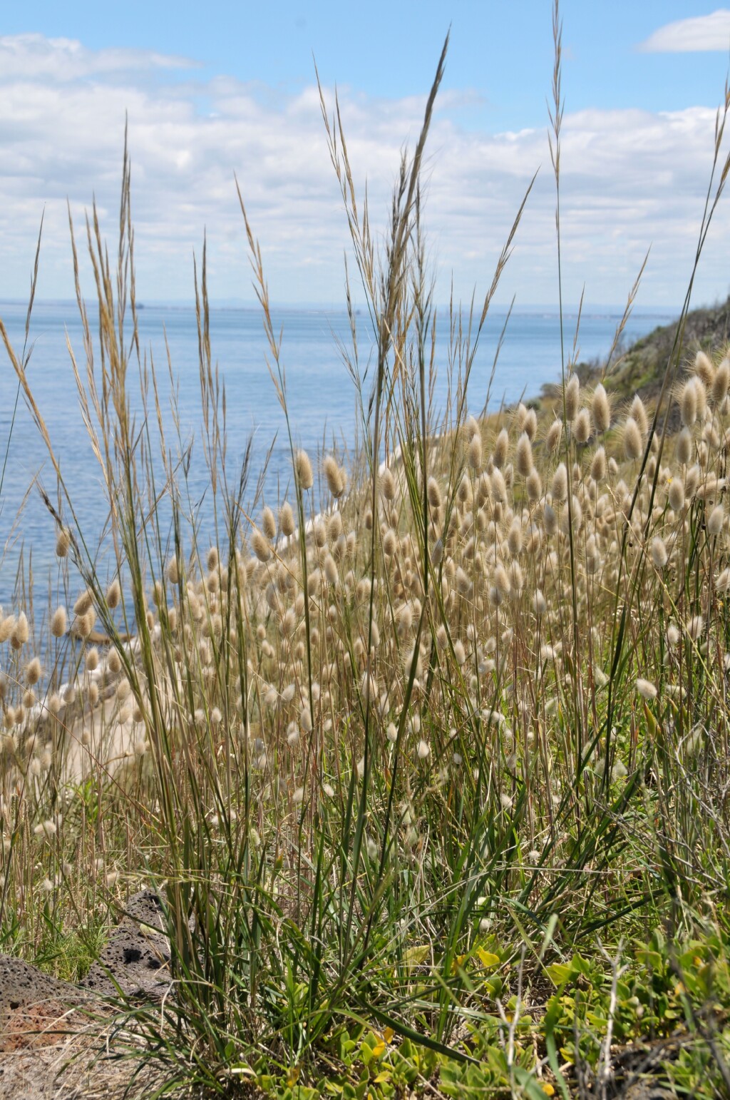 Austrostipa flavescens (hero image)