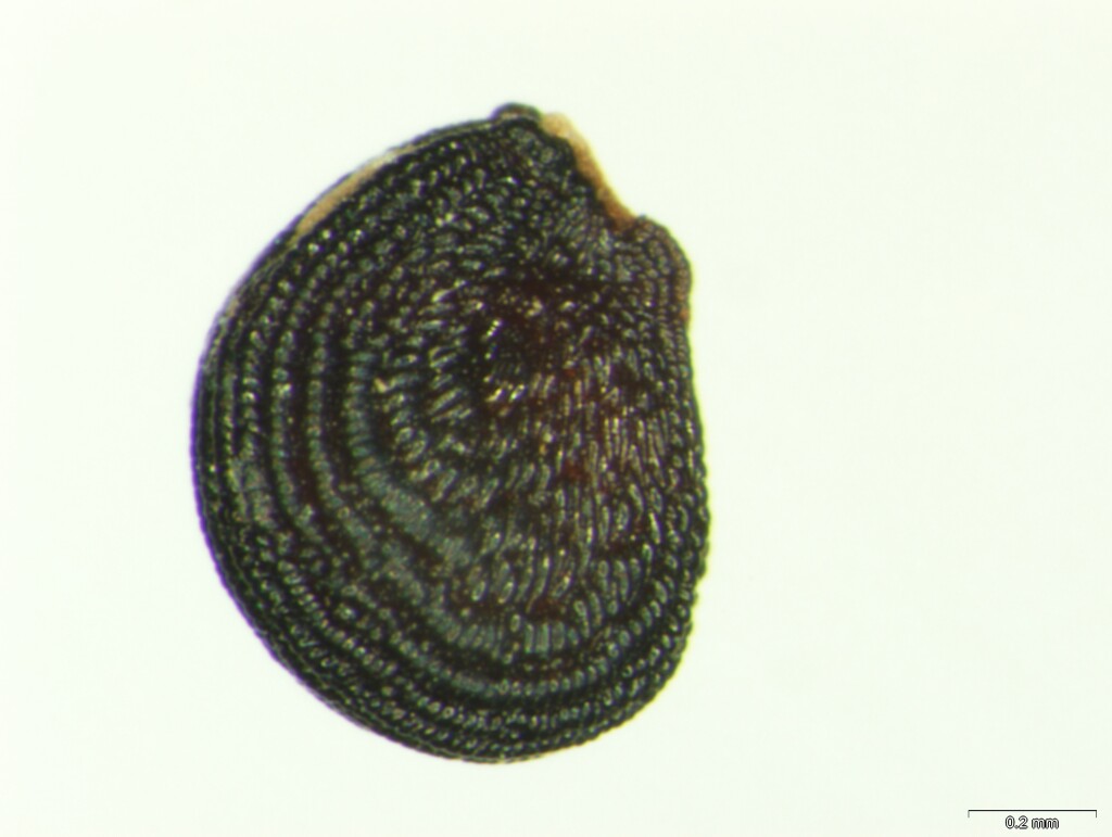 Tecticornia pergranulata (hero image)