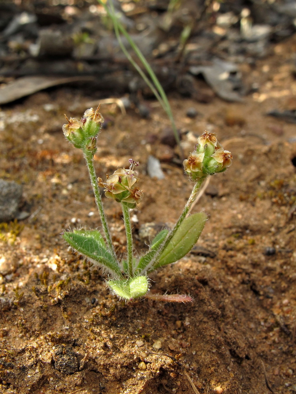 Plantago drummondii (hero image)