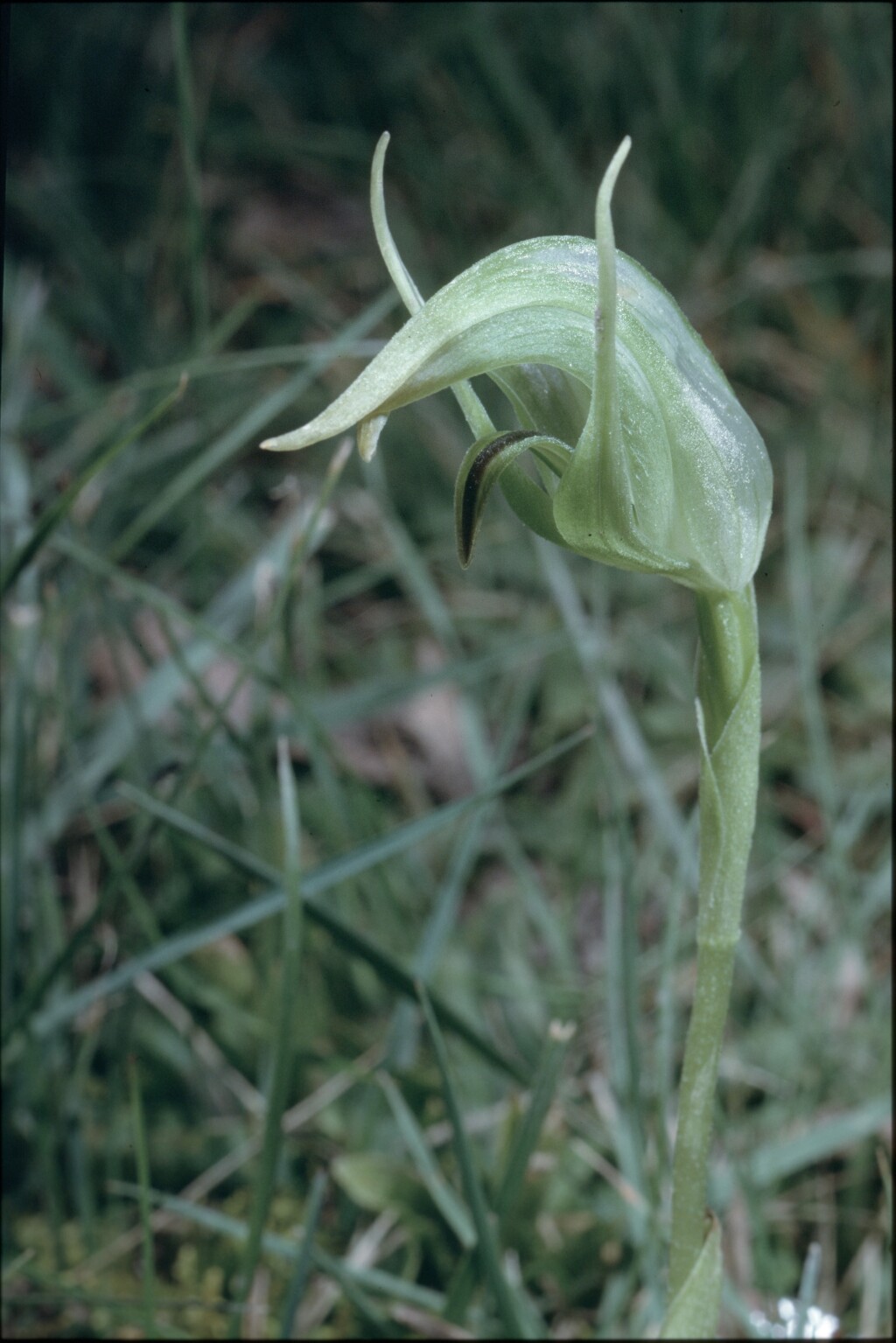 Pterostylis ×ingens (hero image)