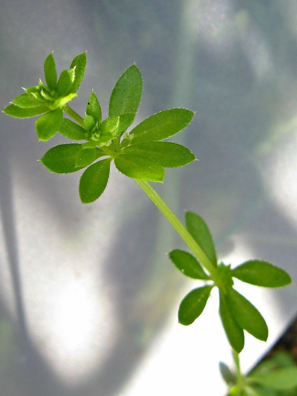 Galium murale (hero image)