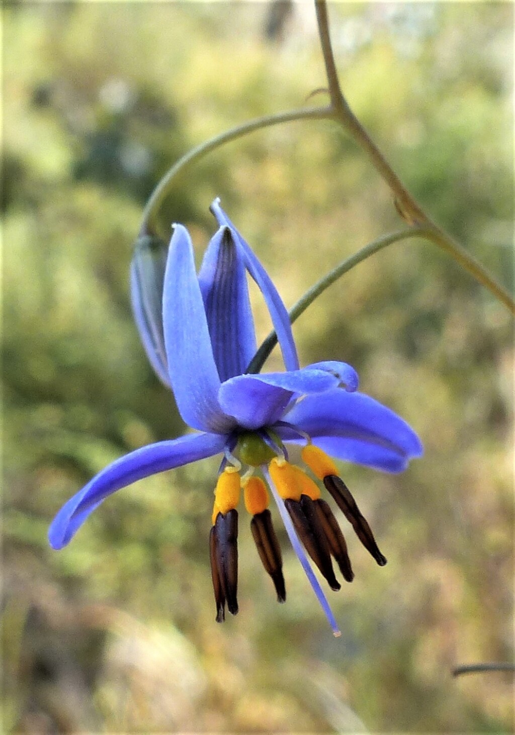 Dianella revoluta (hero image)