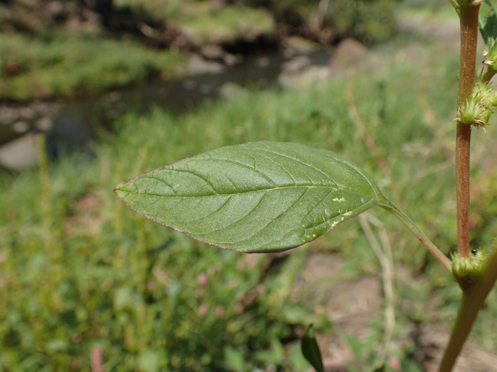 Amaranthus retroflexus (hero image)