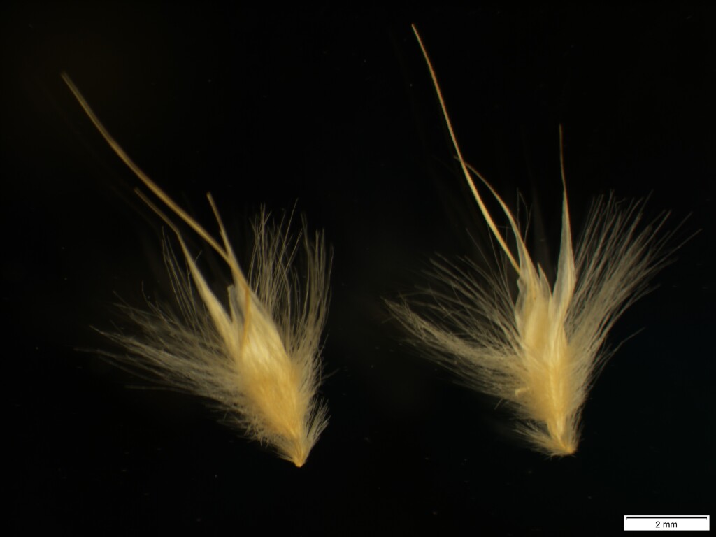 Rytidosperma bipartitum (hero image)