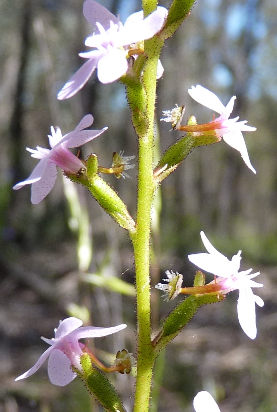 Stylidium graminifolium (hero image)