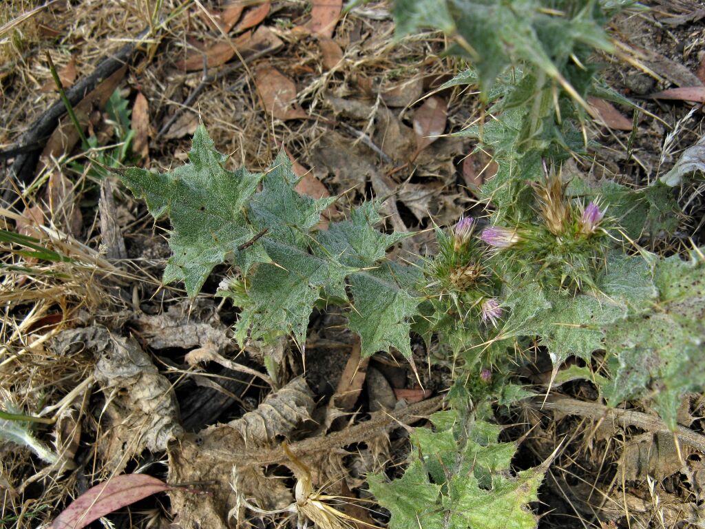 Carduus tenuiflorus (hero image)