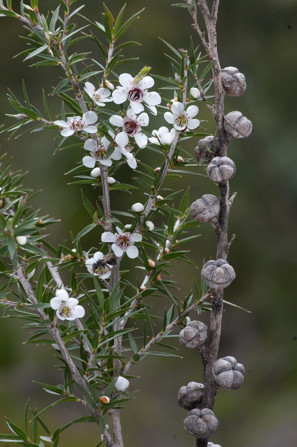 Leptospermum continentale (hero image)