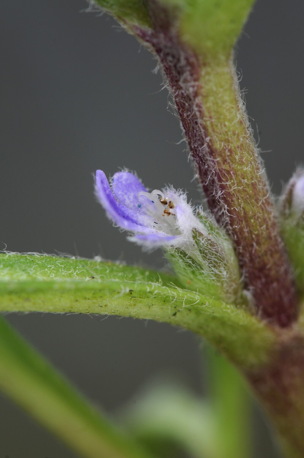 Ajuga (hero image)